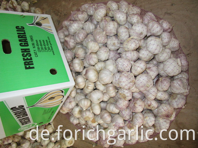 Normal White Garlic